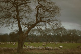 20130130 - Sheep at Dusk