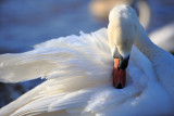 20130131 - Preen