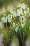 20130209 - Snowdrops