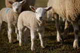 20130314 - Mini Sheeps