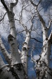 faces-tree in blue sky with white clouds