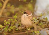 Ringmus-Tree Sparrow