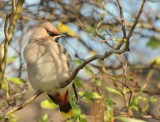 Pestvogel -Bohemian Waxwing