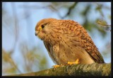 Torenvalk- Commen Kestrel