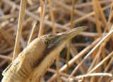 Roerdomp -Great Bittern