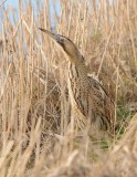 Roerdomp -Great Bittern