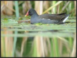 Waterhoen-Moorhen