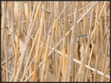 Roerdomp -Great Bittern