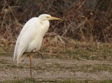 Grote zilverreiger-Great White Egret