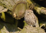 Steenuil -Little Owl