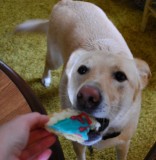 Birthday Girl With Cookie