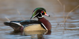 Wood Duck 2510