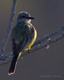 Tropical Kingbird