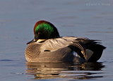 Falcated Duck