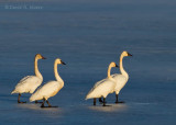 Tundra Swans