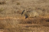 Southern Hairy-nosed Wombat