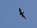 White-throated Needletail