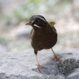 White-whiskered Laughingthrush