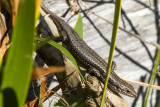 Tasmanian Tree Skink