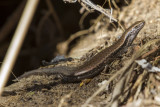 Metallic Skink