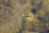 Tasmanian Mountain Shrimp