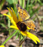 Northern Crescent Butterfly