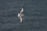 Black-legged Kittiwake.JPG