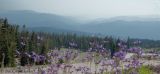 Looking Out from Mt. Shasta Ski Bowl Parking