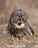 Great Gray Owl irruption winter 2012-2013