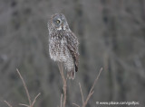 Great Gray Owl (one of three at same location)