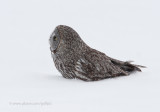 Great Gray Owl