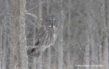 Great Gray Owl