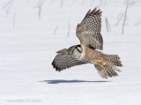 Northern Hawk Owl