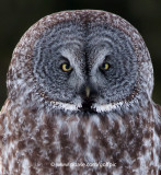 Great Gray Owl portrait