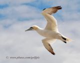 Gannet in flight