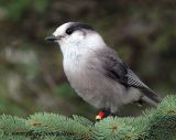 Gray Jay