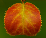 Feuille de cerisier - berry leaf