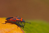Petite punaise de lasclpiade /Small Milkweed Bug/ Lygaeus kalmii Stal