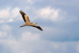 grand hron / Great Blue Heron