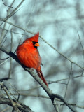Northern Cardinal IMG_1362.jpg