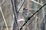 American Tree Sparrow IMG_1619.jpg