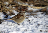 American Tree Sparrow IMG_0843.jpg