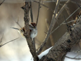 American Tree Sparrow IMG_0909.jpg
