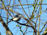 Blue-gray Gnatcatcher IMG_4539.jpg