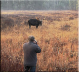 A Familiar Scene In Algonquin
