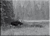 Larg Bull Moose At Forest Edge