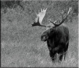 Very Large Bull Moose Stands Watching 