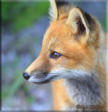 Fox Kit, Whats That On My Nose? 