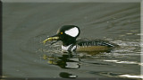 A Hooded Merganser With Its Meal In Its Beak