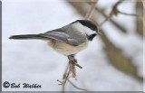 Winter Black-capped Chickadee